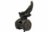 Sauropod (Barosaurus) Caudal Vertebra w/ Metal Stand - Wyoming #334648-2